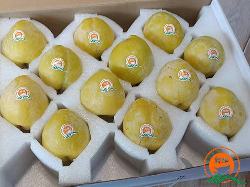 黔陽(yáng)黃金李 黔陽(yáng)黃金李